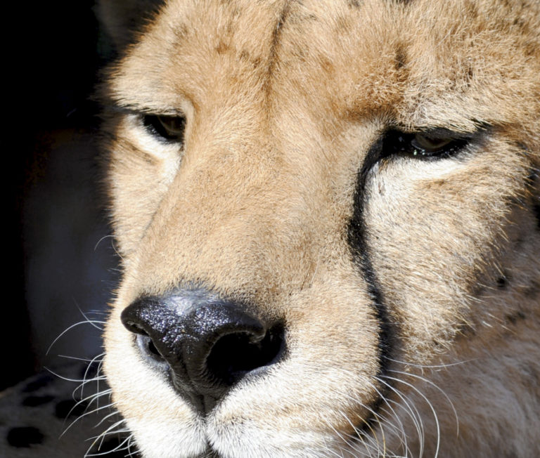 acr5516202132275221083203