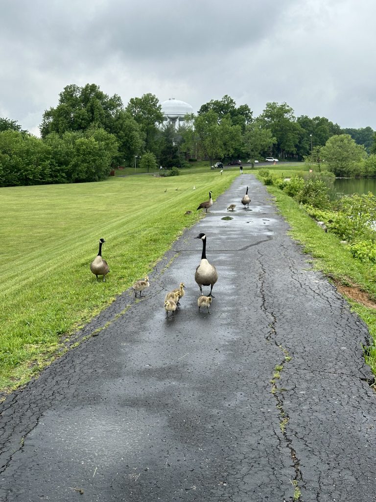 Baby geese at Community Park in New Albany